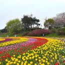 제62회 충북예술제 | 충북 벚꽃 명소 청주 무심천 벚꽃 튤립 벚꽃축제