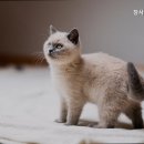 참사랑 동물병원 이미지