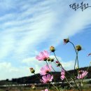 코스모스