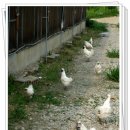 백봉농장 이미지