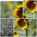 옥정농장 이미지