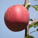 봉현농장 이미지