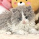 인천고양이분양 도레미캣 이미지