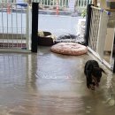 별그루밍 이미지