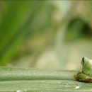 청개구리 이미지