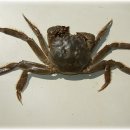 섬진강민물매운탕 이미지