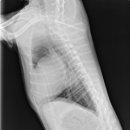 장암종합동물병원 이미지