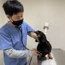 서일동물병원 이미지