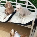 펫더헤븐독스쿨