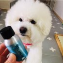 루루강아지 이미지