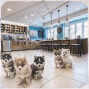 행복한 동행 | 사랑스러운 폼스키 입양 준비부터 행복한 동행까지 솔직 후기와 필수 정보 총정리