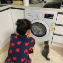 냥이사랑 이미지