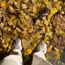 (주)신행건설 | 11월 (1) - 바쁘고 초조한 가을