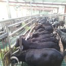 늘푸른염소농장 이미지