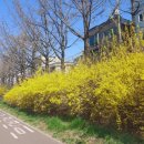 개나리길 이미지