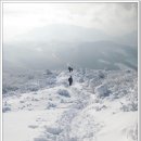 01월11일(토) 함백산 눈꽃축제 이미지