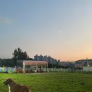 장보는강아지와고양이광주