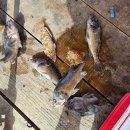 왜목해맞이 좌대낚시터 | [당진]해맞이좌대낚시