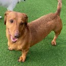 멍크라운 이미지