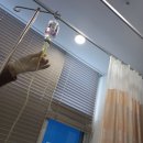 에코르파밀리에의원 이미지