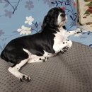 굿모닝펫미용 이미지