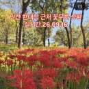9월23일 안산 한대역앞. 상사화찰영 이미지
