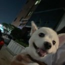 예쁘개해줄개 이미지