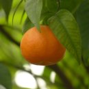 금빛농원 이미지