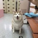 내가 누구개? 이미지