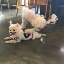 킹콩하우스 애견카페 이미지