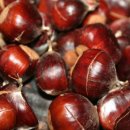 노박젠틀브이의원 이미지