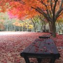 강천산 나비잠 이미지