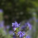 로즈마리 이미지