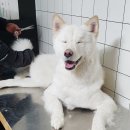 통영반려견 셀프목욕탕 이미지