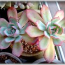 불루모아 이미지