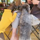 견사무소 호텔 유치원 이미지