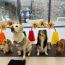 하울팟 케어클럽(분당서현점) 이미지