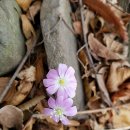 4월6일(토) 봄꽃보다아름다운 자월도 트래킹(공지취소) 이미지