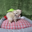 샵펫 강아지분양 울산점 | 광주강아지분양 펫왕국 애견분양 전문 펫샵