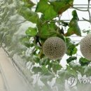 부여농협주유소 이미지