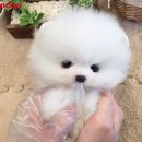 요미독 강아지분양 일산점 이미지