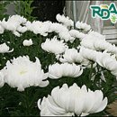 백마축산 이미지