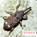 바구미 비교 이미지