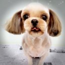 요크독애견샵 이미지