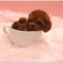 작고 소중해 이미지