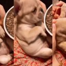 멍멍이컷 이미지