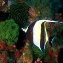 깃대돔(Moorish idol) 이미지