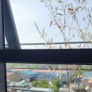 파스쿠찌(강서점) 이미지