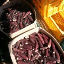 토종 찰옥수수 씨앗과 찰옥수수 볶은것 판매합니다(한정 입니다) 이미지