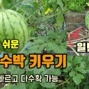 텃밭농사 재배가 쉽고 다수확가능한 애플수박 곧 수박이 많이 달릴듯합니다. 오이망이용하여 애플수박키우기 숨비재제주농부 Jeju Farm 이미지